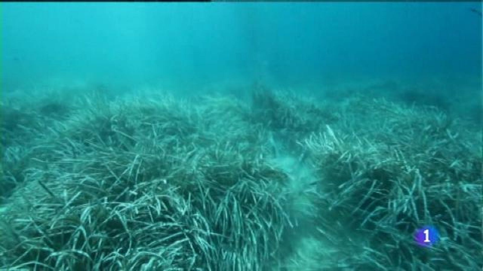 El Gob demana que s'apliqui el decret de protecció de la posidònia