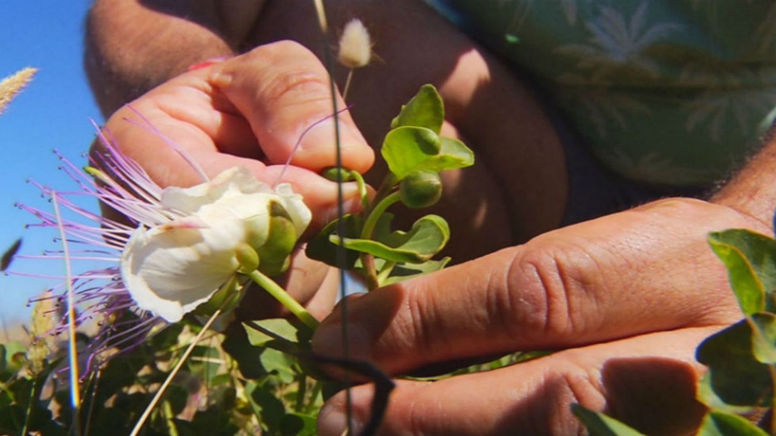 Alcaparra, reliquia vegetal