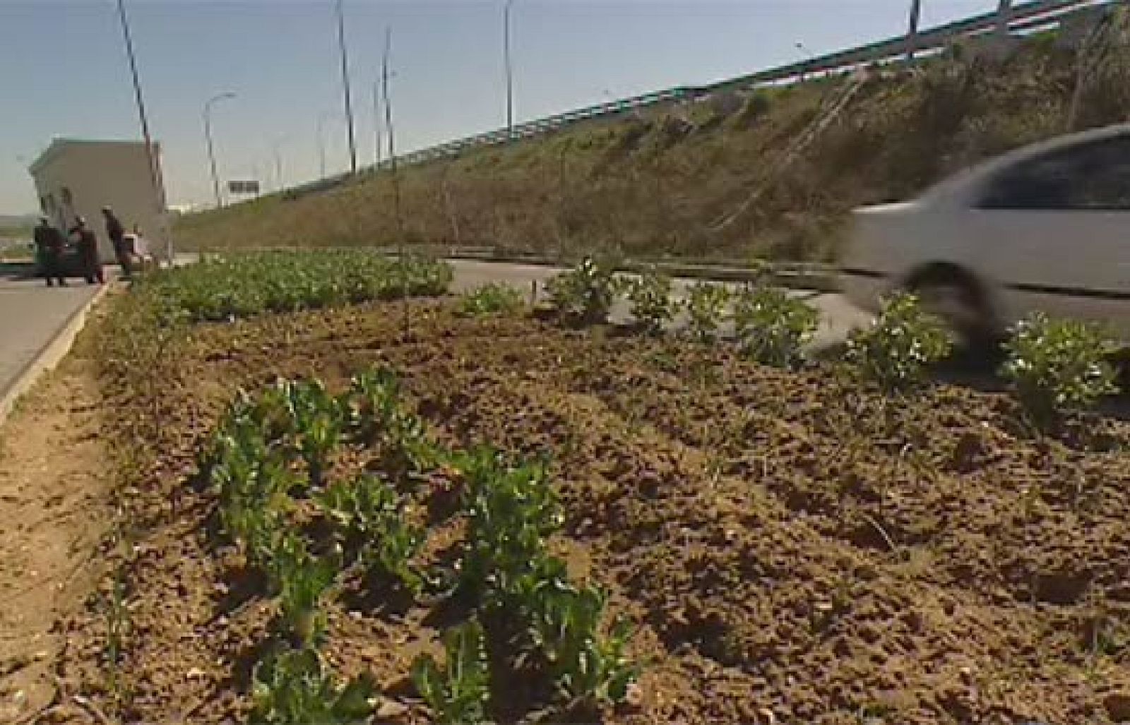 Cada vez más personas se animan a hacerse su propio huerto para tener alimentos más frescos y sin pesticidas - Ciencia y tecnología en Rtve.es | Ver