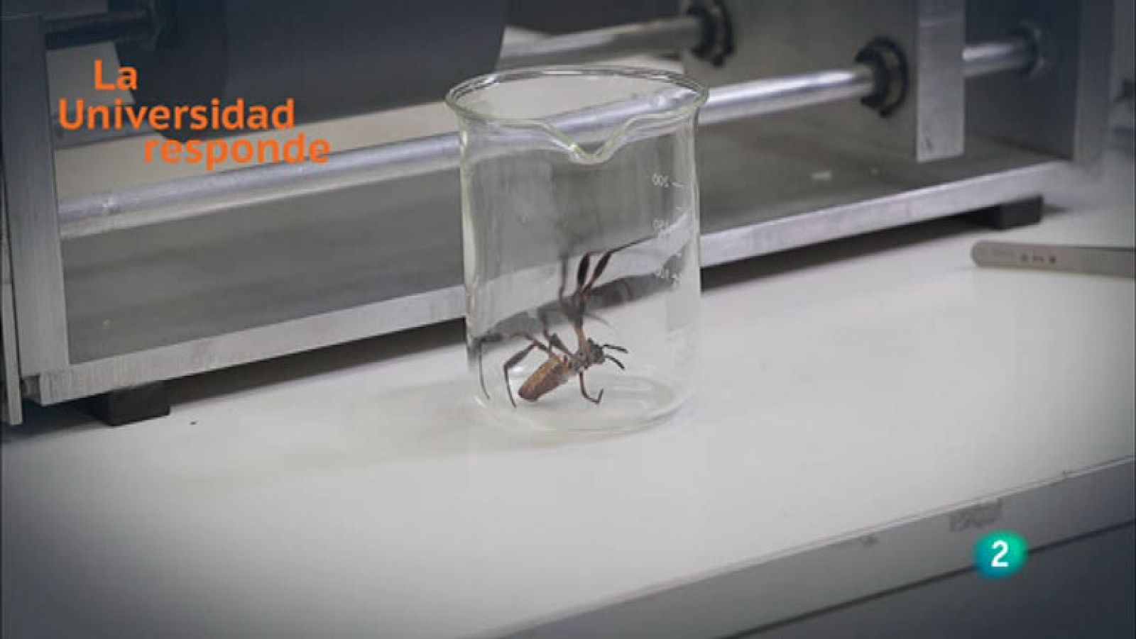 La Aventura del Saber. TVE. La Universidad responde. ¿Cuánto peso puede soportar el hilo de la araña?