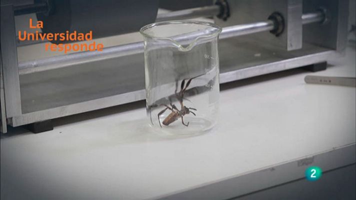 La aventura del Saber - ¿Cuánto peso puede soportar el hilo de la araña?