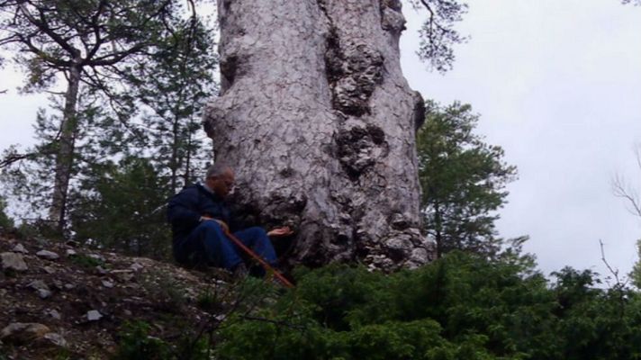 Aquí la Tierra - Pinos, los grandes supervivientes