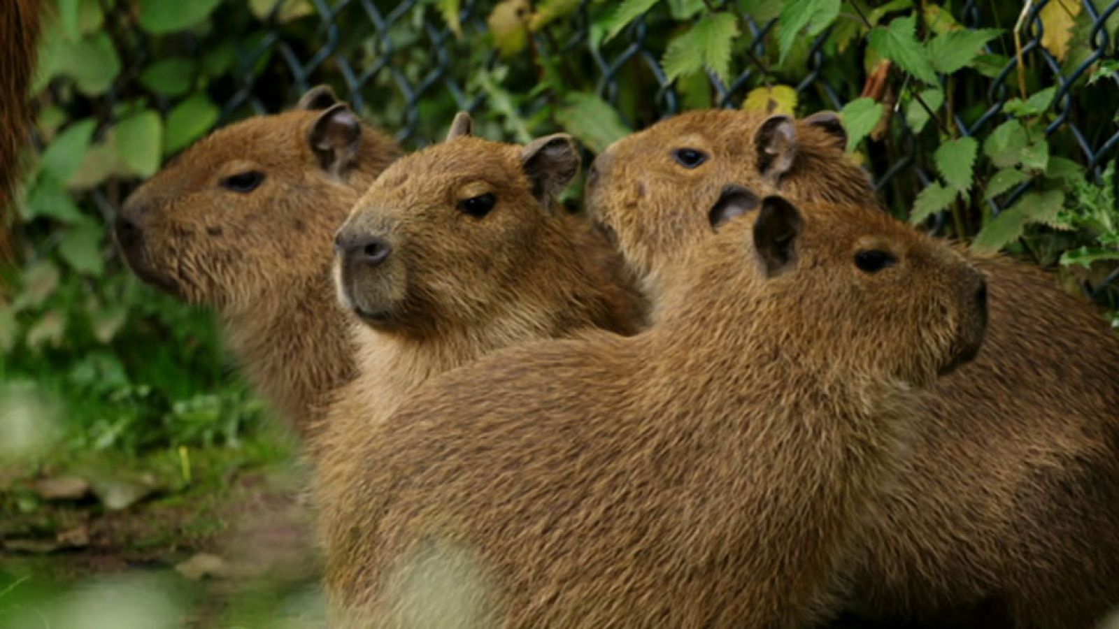 Otros documentales - La vida secreta del zoo. Episodio 10 - ver ahora