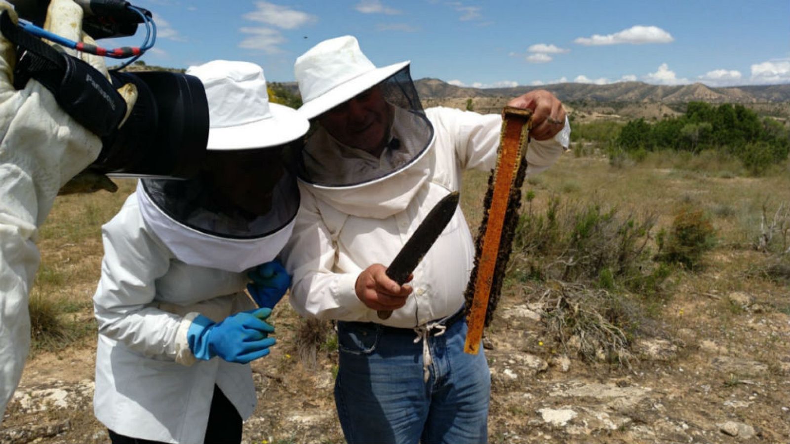 Los riesgos de coger miel