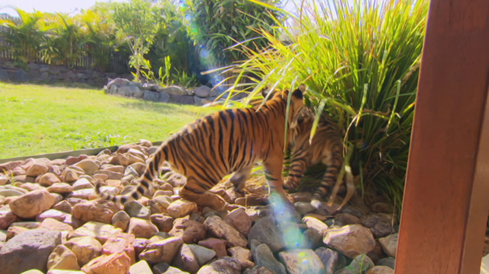 Otros documentales - Tigres en casa. Episodio 4 - ver ahora