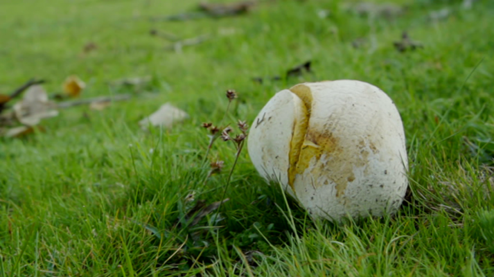 El señor de los bosques - Guadalajara