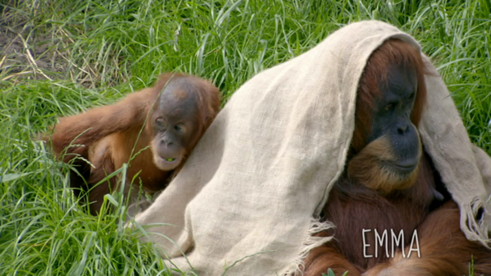Otros documentales - La vida secreta del zoo. Episodio 11 - ver ahora