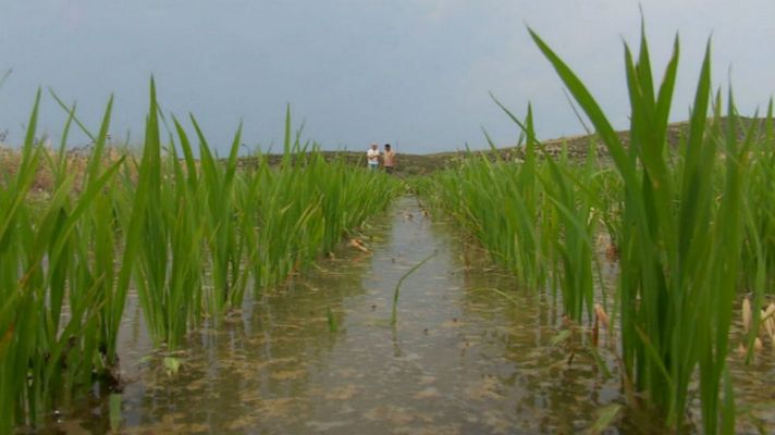 Aquí la Tierra - Arrozales navarros