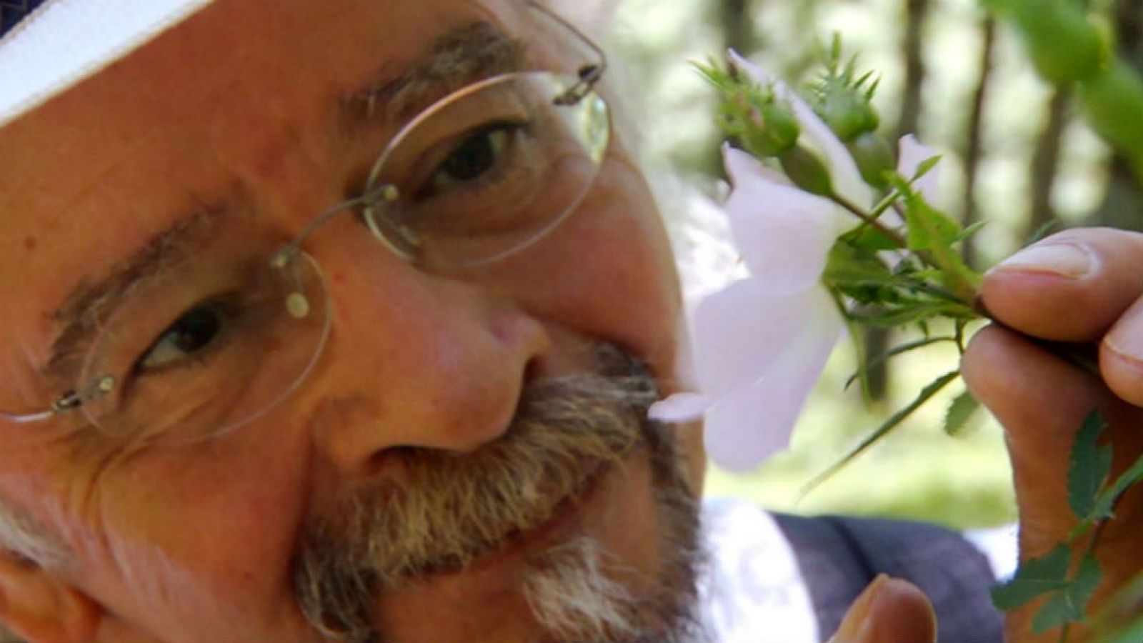 Remedios con rosal silvestre