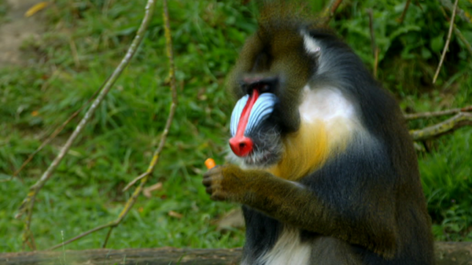 Otros documentales - La vida secreta del zoo. Episodio 12 - ver ahora