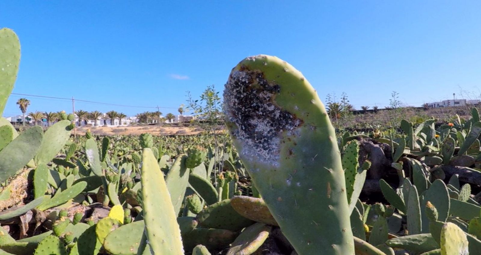Aquí la Tierra - 17/07/18 - ver ahora