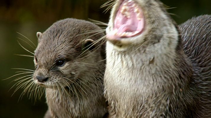 Otros documentales - La vida secreta del zoo. Episodio 13