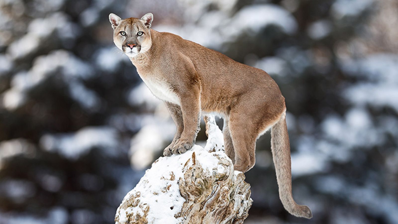Grandes documentales - Puma - ver ahora