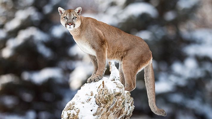 Grandes documentales - Puma