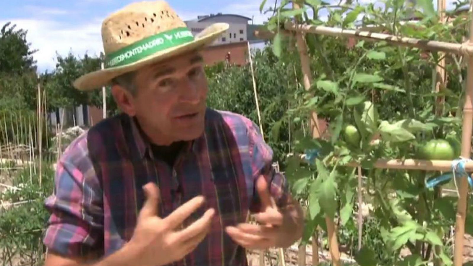 Tomateras, muy vivas