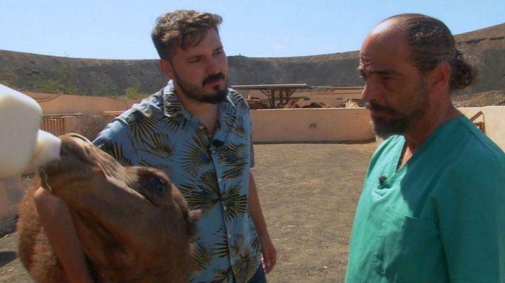 Aquí la Tierra - De profesión, veterinario de camellos