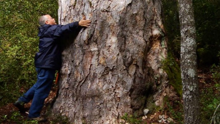 Aquí la Tierra - Pinares en el corazón de Cazorla
