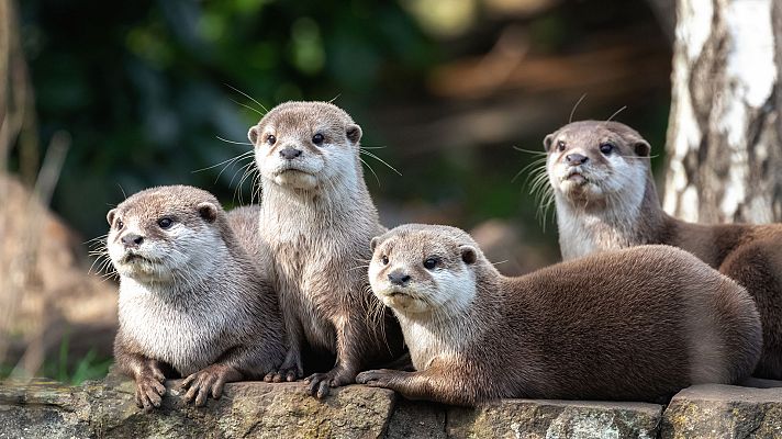 Otros documentales - La vida secreta del zoo. Episodio 15