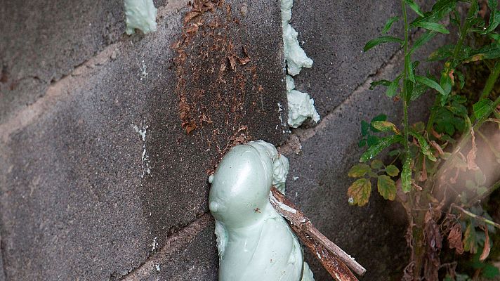 Telediario 1 - La avispa asiática es responsable del 90% de los picotazos