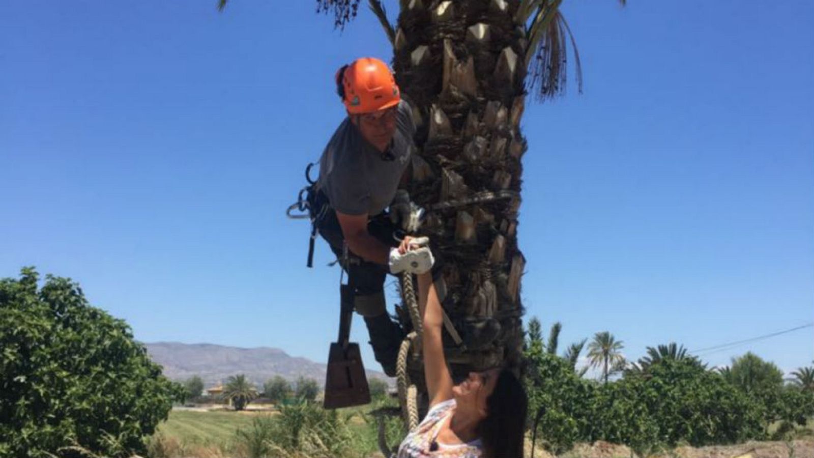 Herrero, aliado de las palmeras