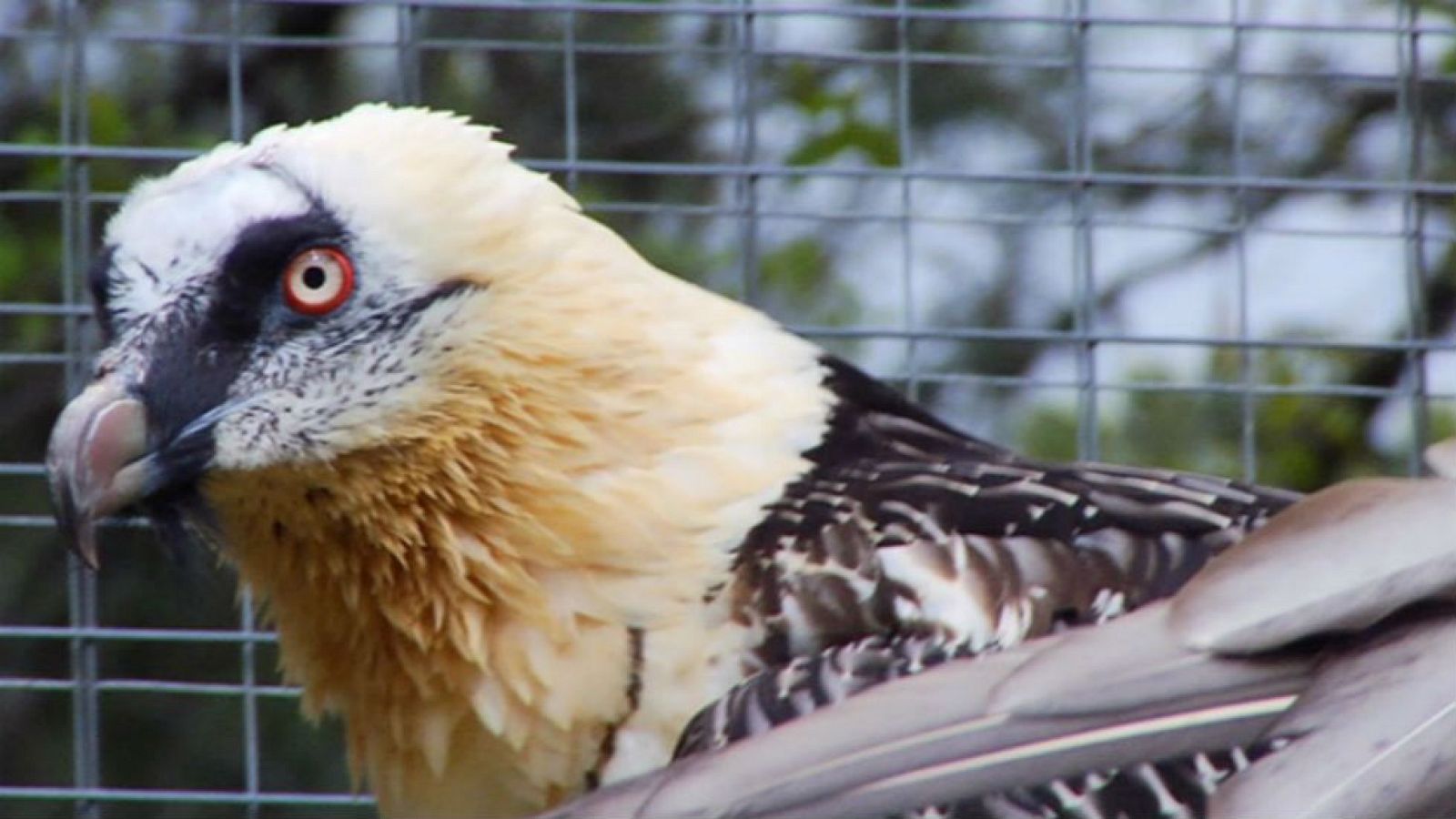 Los quebrantahuesos de Cazorla