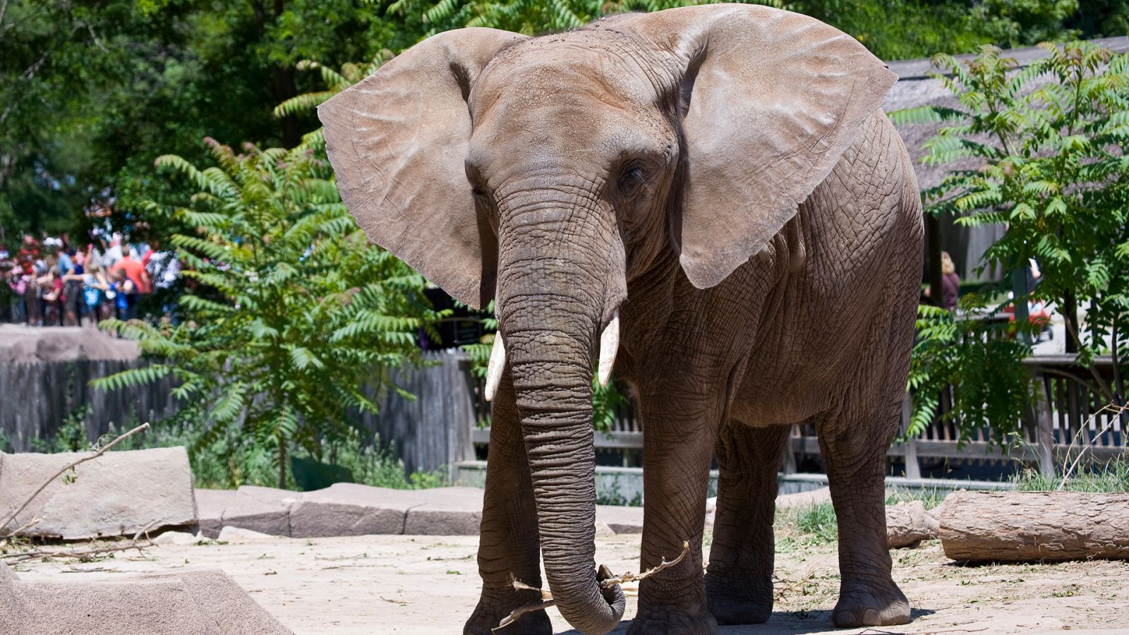 Otros documentales - La vida secreta del zoo. Episodio 16 - ver ahora