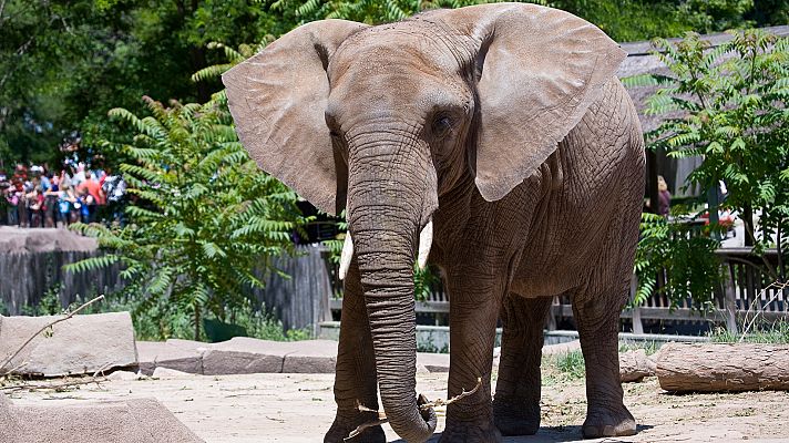 Otros documentales - La vida secreta del zoo. Episodio 16