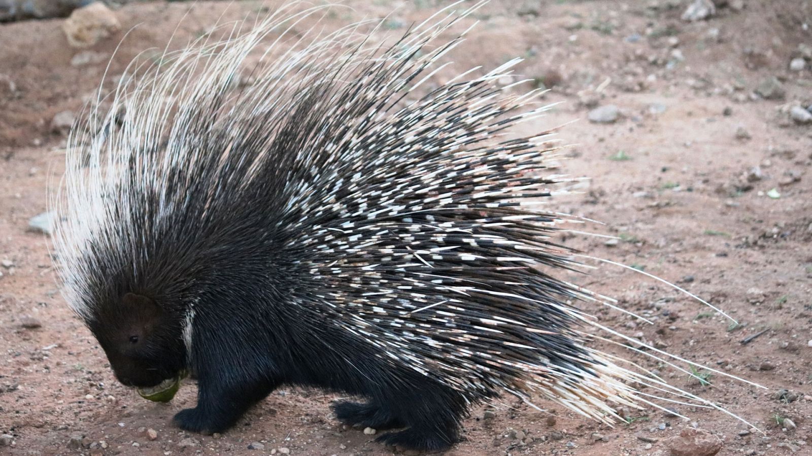 Otros documentales - La vida secreta del zoo. Episodio 17 - ver ahora