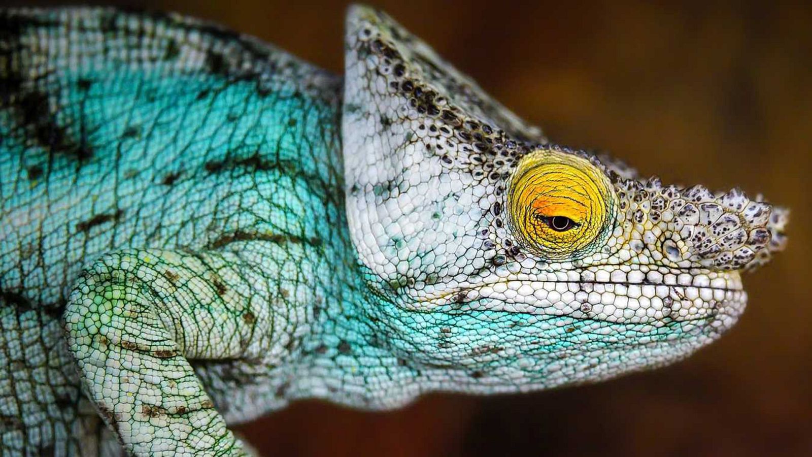 Otros documentales - La vida secreta del zoo. Episodio 19 - ver ahora