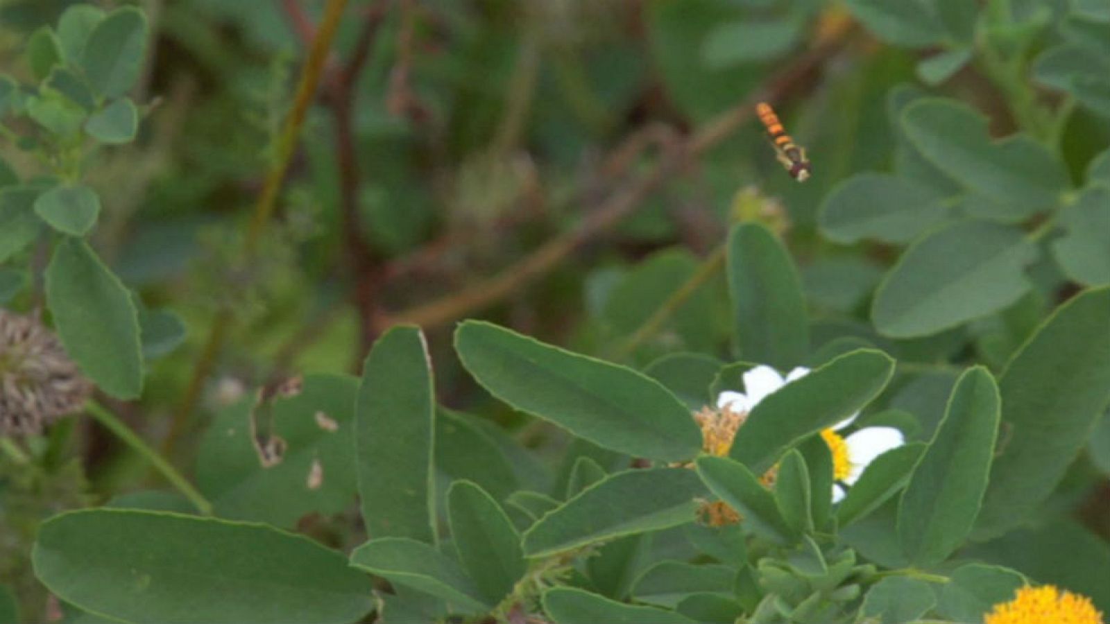 Insectos buenos para controlar plagas