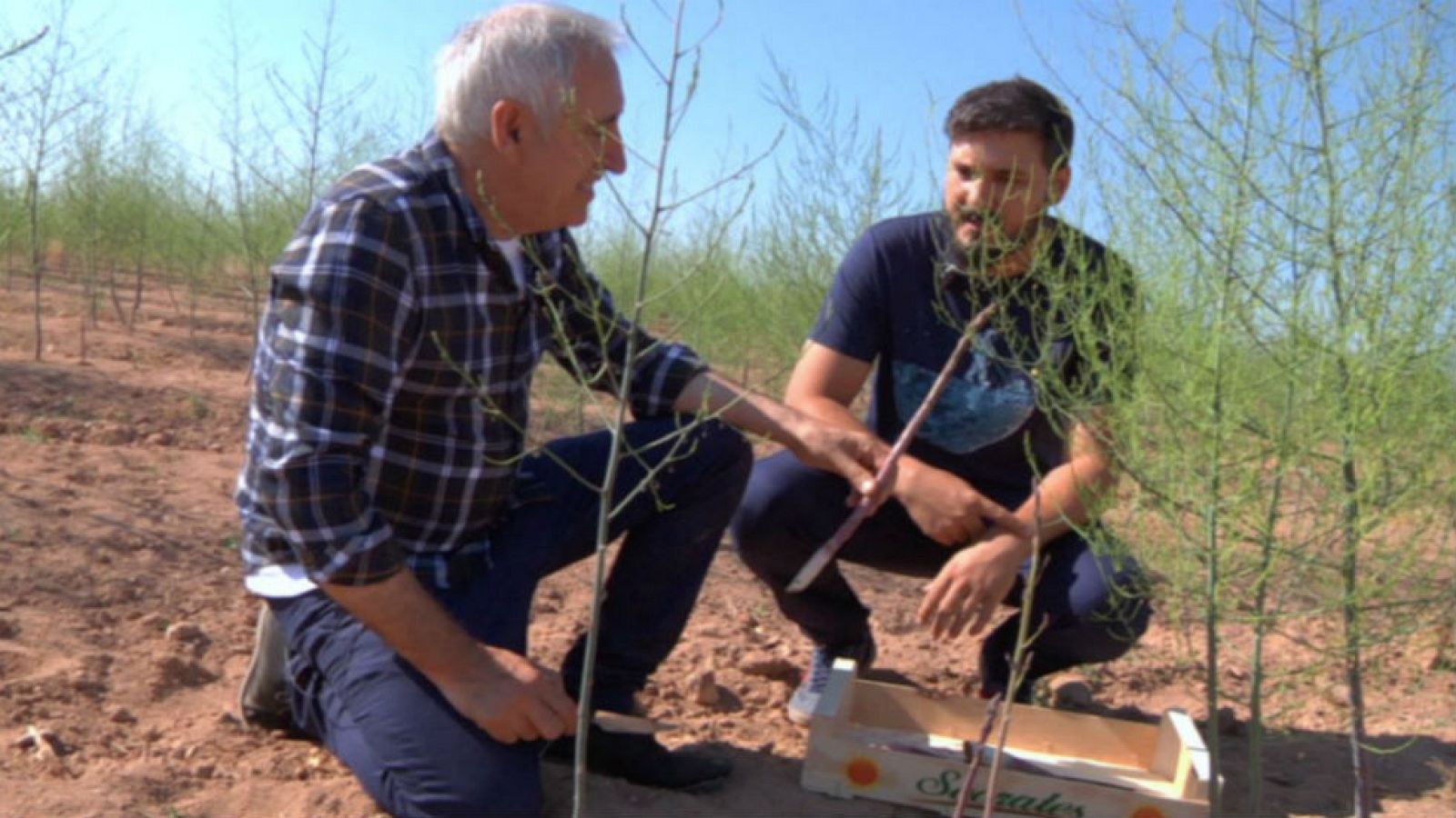 Cocinamos espárragos púrpura