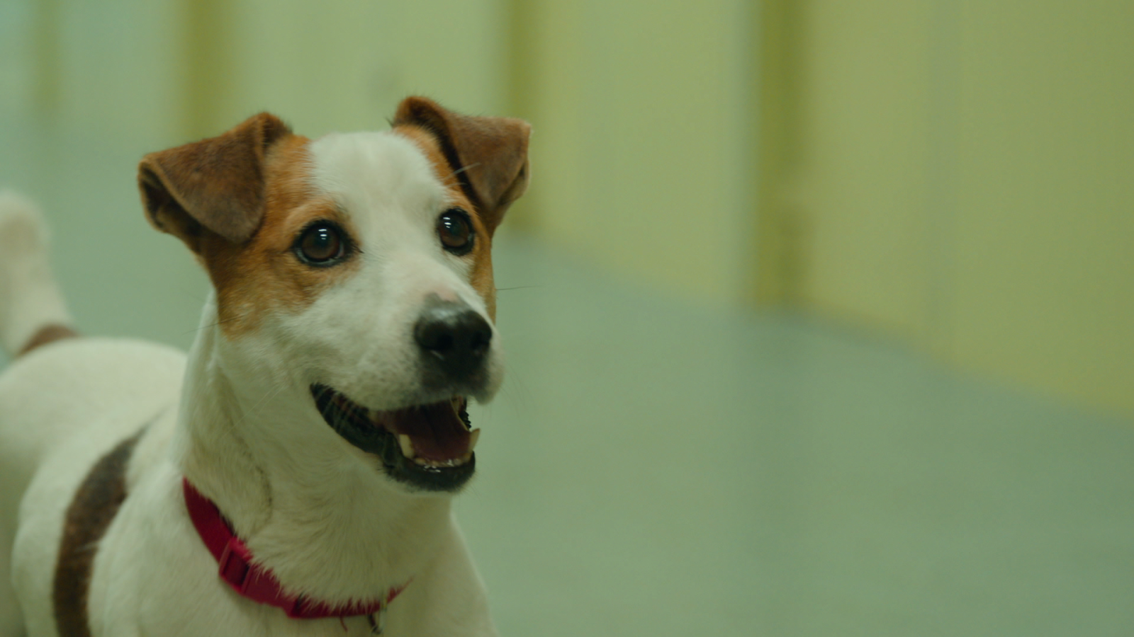 Sabuesos - Max escapa de sus dueños gracias a Alberto