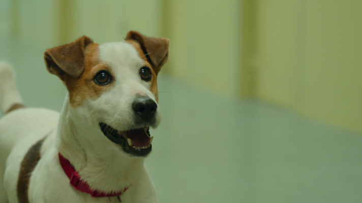 Sabuesos - Max escapa de sus dueños gracias a Alberto