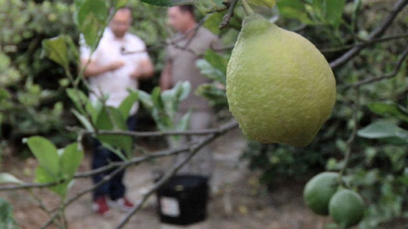 Aquí la tierra - Un limón y medio limón... malagueño