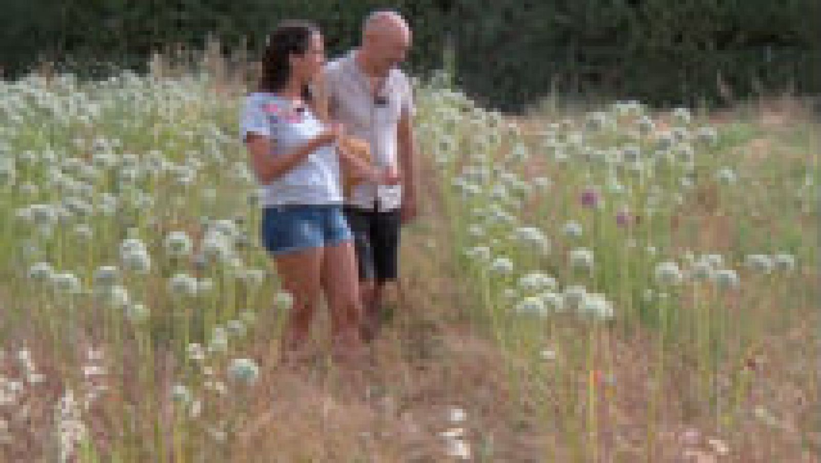 Insectos en el huerto, ¡mejor para todos!