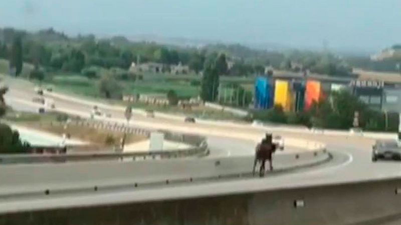 Un caballo desbocado invade una autovía en Barcelona