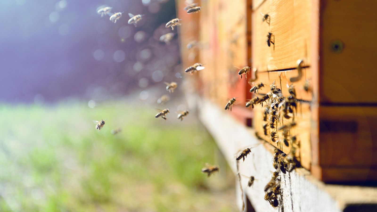 Enjambres de abejas: si los ven tienen que llamar a los bomberos porque está prohibido matarlas, es un animal protegido