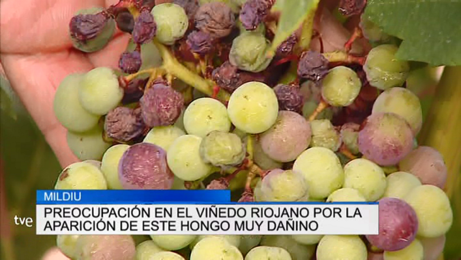 Telerioja en 2' - 07/08/18