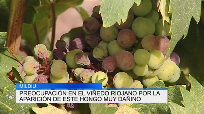 Informativo Telerioja - Informativo Telerioja 2 - 07/08/18