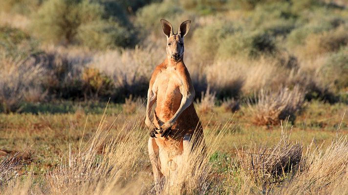 Grandes documentales - Australia salvaje: el desierto del canguro rojo