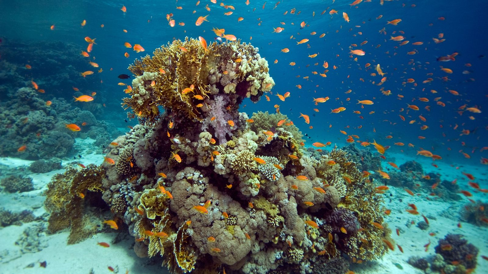 Grandes documentales - Bahamas azules: El país de las maravillas - ver ahora