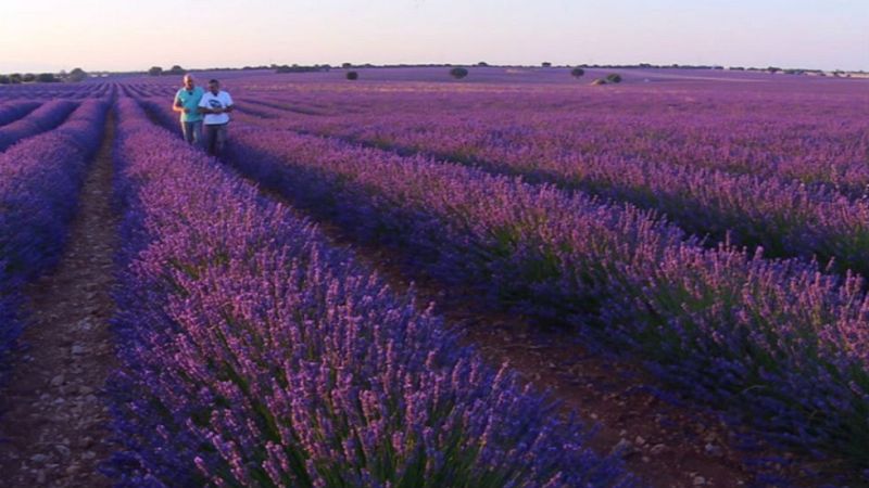 Brihuega, tierra de lavanda