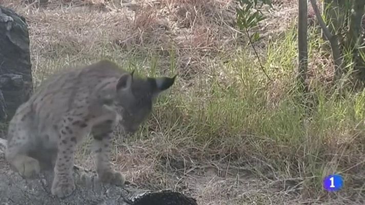 Telediario 1 - El centro de El Acebuche lleva desde 1992 trabajando en la conservación del lince ibérico