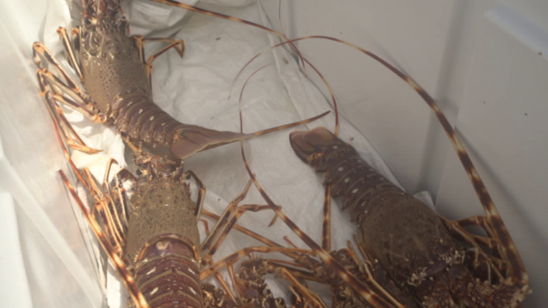 Atleta Gourmet - Menorca