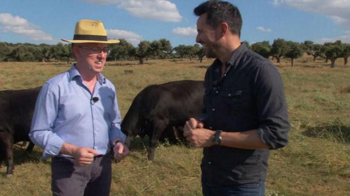 Aquí la Tierra - Las vacas Aberdeen Angus