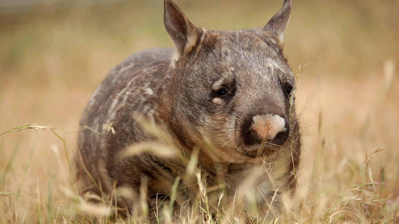 Grandes documentales - Australia salvaje: El reino del Wombat - ver ahora