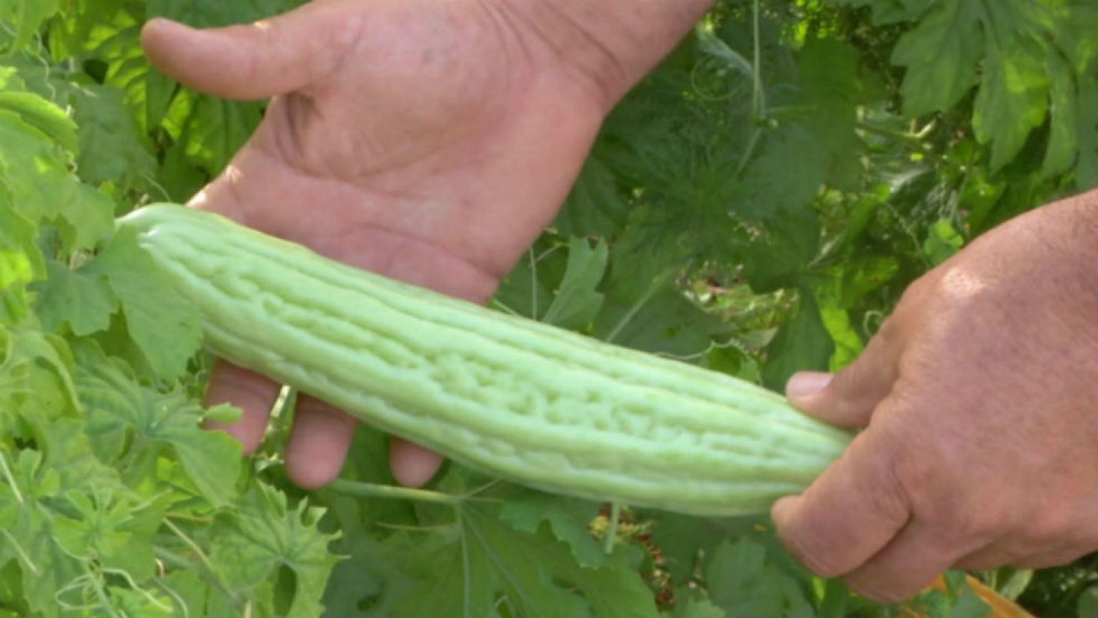 Un huerto cosmopolita en Murcia
