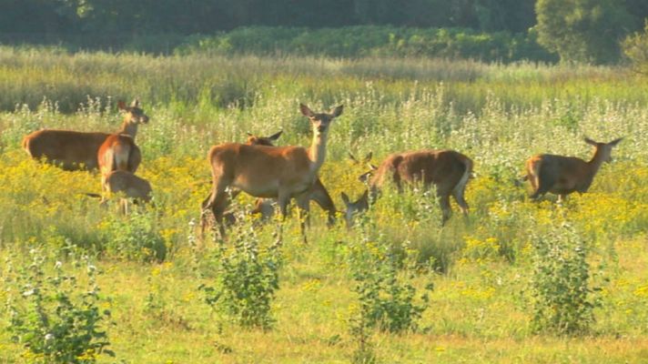 Aquí la Tierra - Parque Natural de Salburúa, inconfundible paraje