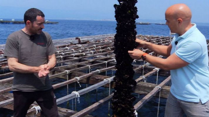 Aquí la Tierra - El mejillón de Galicia ¡es una joya!