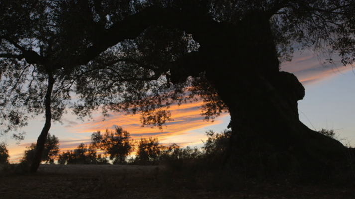 EnArbolar: Grandes árboles para la vida - El árbol generoso